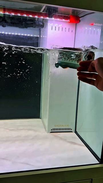 Змееголов Барку