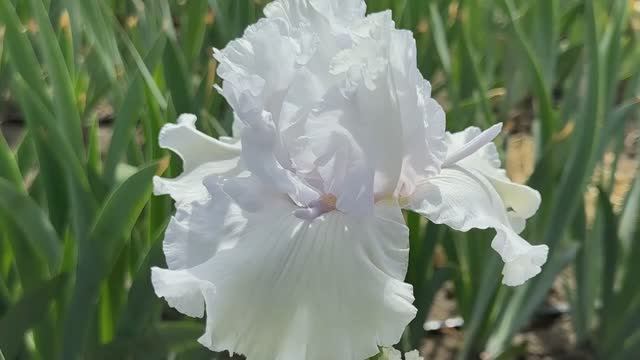 Ирис 'Холодная Красотка' (Ворошилова, 2018)