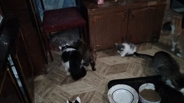 Интерактивная игрушка для кошек.День первый.