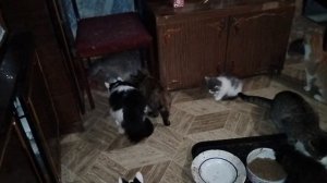 Интерактивная игрушка для кошек.День первый.