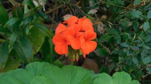 12=11=2025  ПВН  (19)