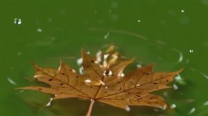 Лист на воде 3