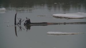 Плывет лед, а мы долбасим рыбу. Секрет розовой поролонки