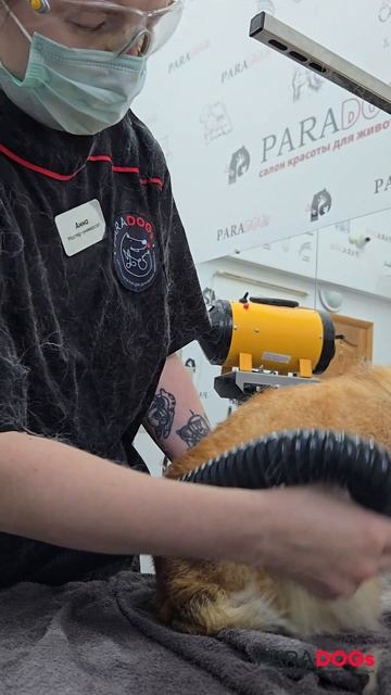 Экспресс-линька вельш-корги Элли