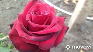 Зцм для телят