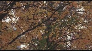 BallaDonna  Ноябрьский вальс