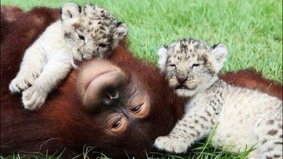 Детеныши животных