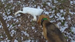 Охота на зайца 16.11.2025. Запутывал следы как мог, но у Аи были на него свои планы.