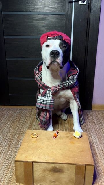 Лапкой на предметы. смотреть онлайн