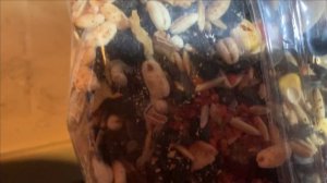 Содержание белок в вольере.Как готовить корм.