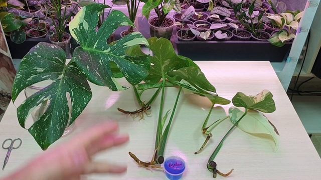 как получить много корней у монстеры смотреть онлайн