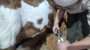 18-11-2025 Сегодня подстригала козам копыта.