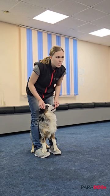 Хендлер Алина обучает трюкам миниатюрную американскую овчарку