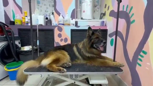 «Царя помыли» 👑 Баларис ДЕСАНТ, 9 лет