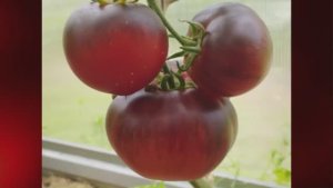 Каталог томатов 2025 года. Часть 17. г. Киров