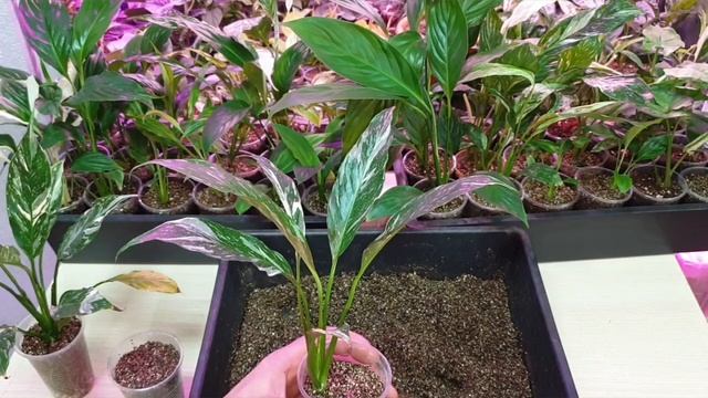 как нарастить спатифиллуму много корней смотреть онлайн