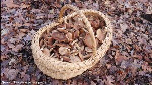 Осенняя дубрава | Толстоногие опята и их соседи