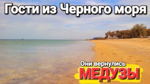 Эти существа вернулись! Ураган несет подарки в Азовское море. Голубицкая под ударом