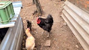 888 Мы их выпустили. Стройка продолжается. Каждый на своём месте.