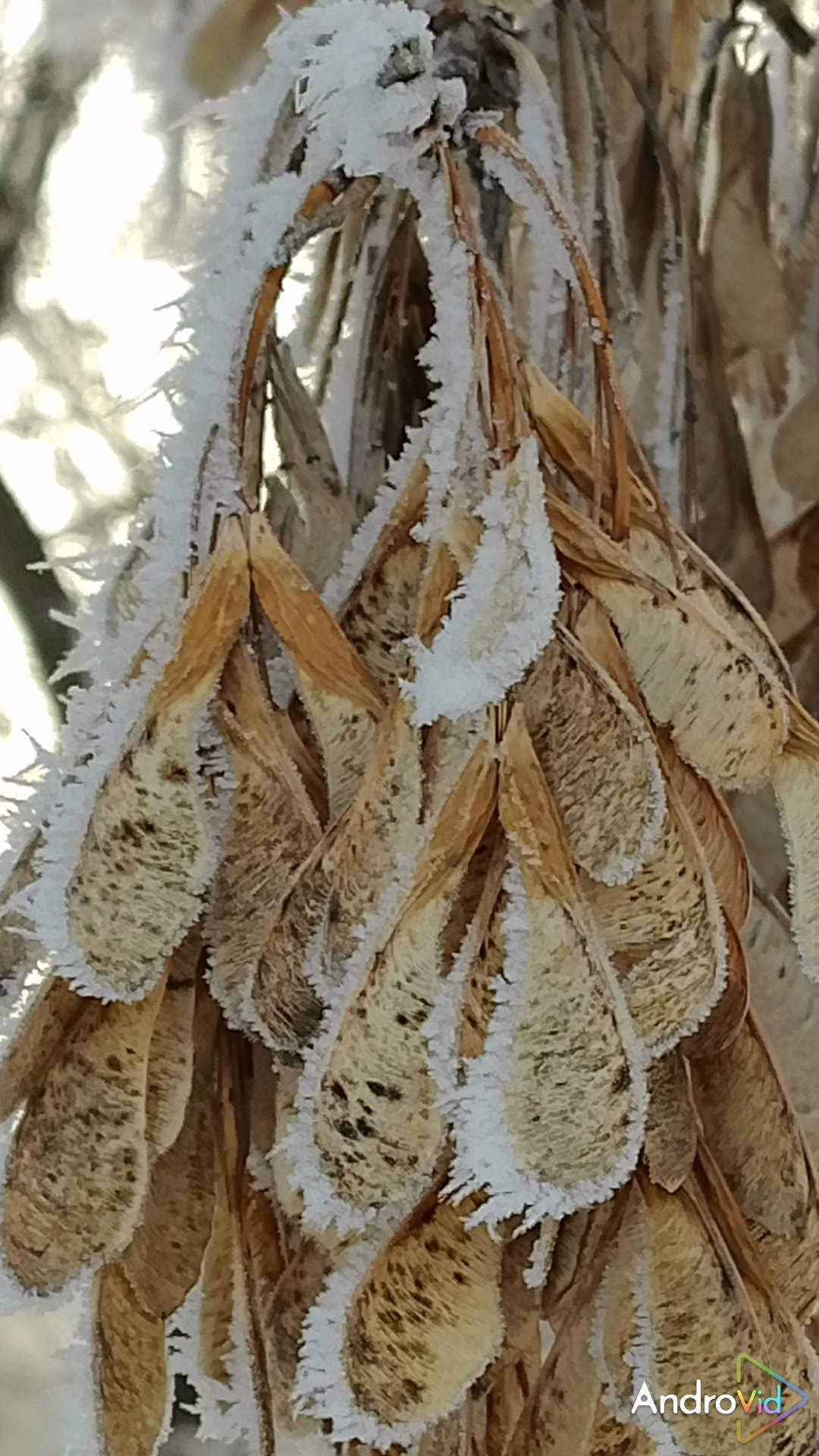 Хрустальный плен. ❤️ #мудрость #мудрыеслова #красота #природа