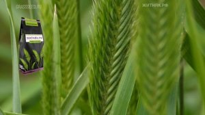 Семена житняка, житняк