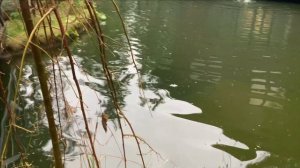 Пруд на даче .Теперь под наблюдением.