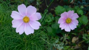 12=11=2025  ПВН  (17)