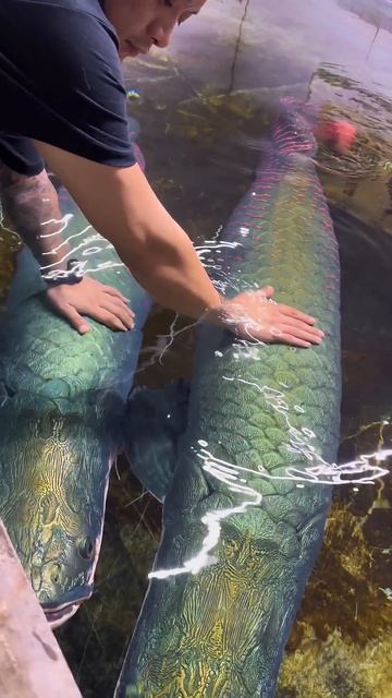 Мальки Арапаймы