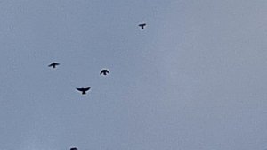 1000106552.mp4 Голуби в сильный ветер.