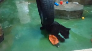 Ягуарчик Габриэль играет с игрушками 13.11.2025