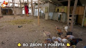 Содержание кур в домашних условиях и других птиц во дворе у Роберта 🐣🐤🦆🐔🪿🦃 (337)