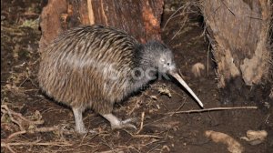 Факты о птице киви