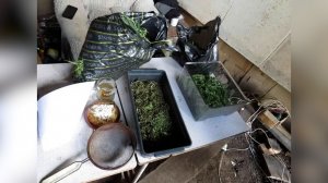 Приговор за навозные наркотики