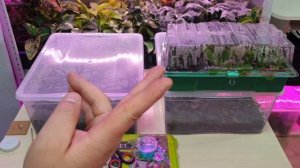 сто процентное укоренение гортензий