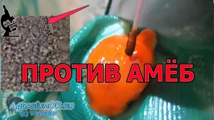 Амебиаз у золотой рыбки оранды: разрушение шапочки-нароста. Amoeba in Oranda