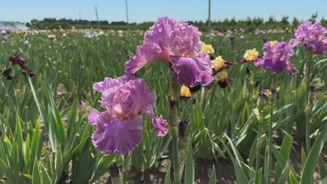 Ирис 'Kaligazam' (G.Grosvenor, 2002)