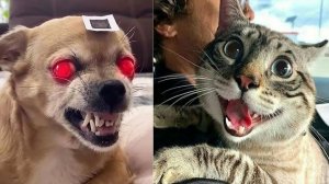 СМЕШНЫЕ ВИДЕОПРИКОЛЫ |Забавные животные |ПОДБОРКА ПРИКОЛОВ