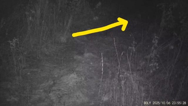 Кто охотится на лошадей? Хищники в лесу. смотреть онлайн