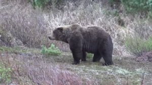 "Полуухий" - монстр!