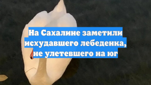 На Сахалине заметили исхудавшего лебеденка, не улетевшего на юг