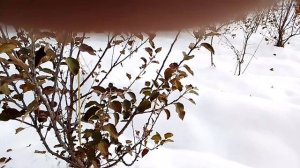 Нюансы тёплой осени