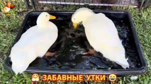 Забавные утки мускусные и пекинские на свободном выгуле со своими друзьями ч.(288) ❣️🤗😂
