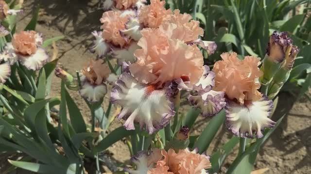 Ирис BEAUTICIAN (T. Jonson, 2019)