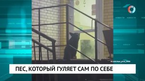 Пес, который гуляет сам по себе