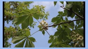 Мало кто помнит, каким  был раньше милый Муром