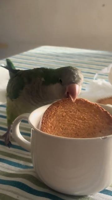 Самостоятельный