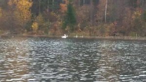 Золотая осень и лебеди на пруду.