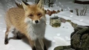 (1172) Лиса приходит в гости. Ноябрь 2025