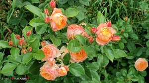 Изящная миниатюрная роза Беби Романтика.