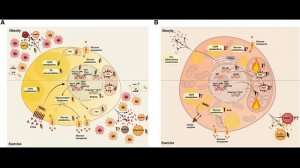 Упражнения - молекулярное лекарство против ожирения